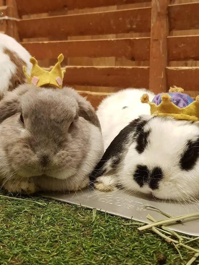 Tokyo’s pet cafe craze! A review of Moff Rell Bunny Cafe