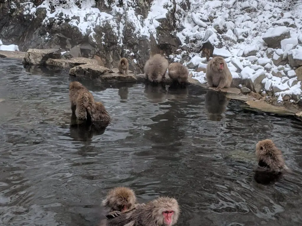 Nagano Snow Monkey Park