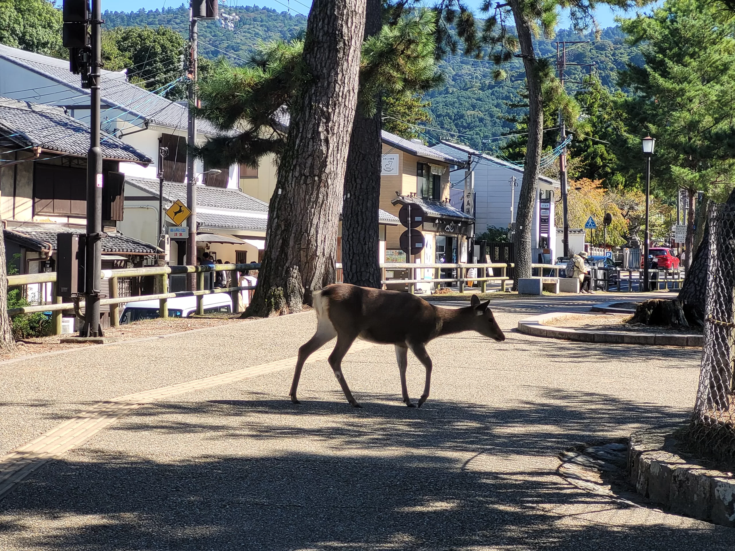 Nara Park is a free paradise for animal lovers