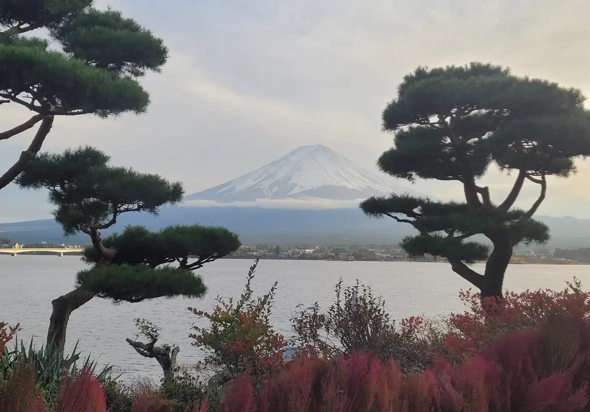 Bonsai! – Where are the best places to see bonsai trees in Japan?