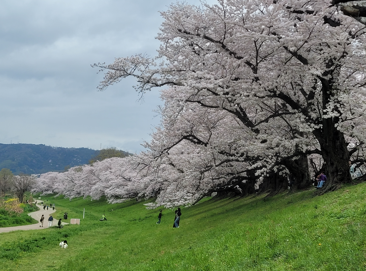 Yodogawa Riverside Park’s Sewaritei is Kyoto’s best sakura spot
