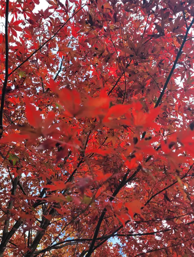 Deep scarlet “Momiji” autumn leaves are blooming in Kameoka