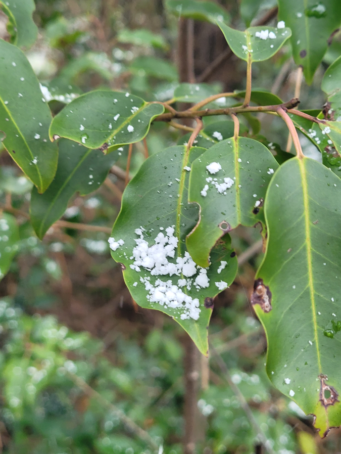 First signs of snow in Kyoto 2025!