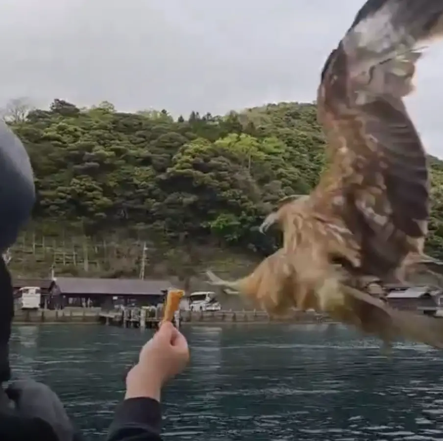 Getting Attacked by Eagles on the Amanohashidate Boat Cruise!