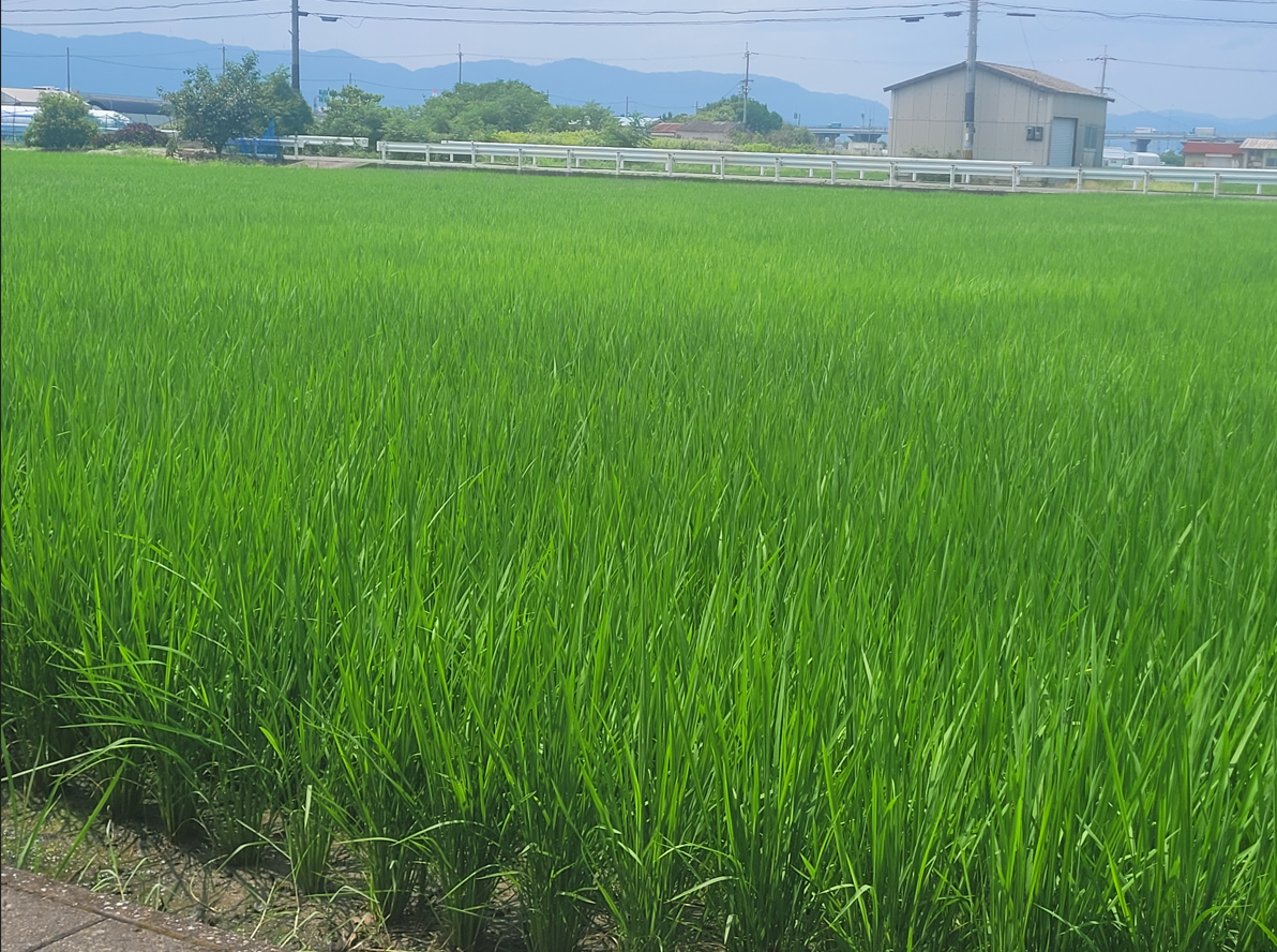 Summer in Japan is a humid heat wave! Stay cool with these tips