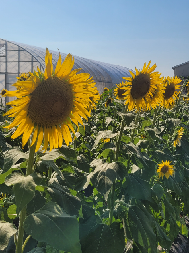 Enjoying the sunflowers in full bloom in Kyoto’s southern district