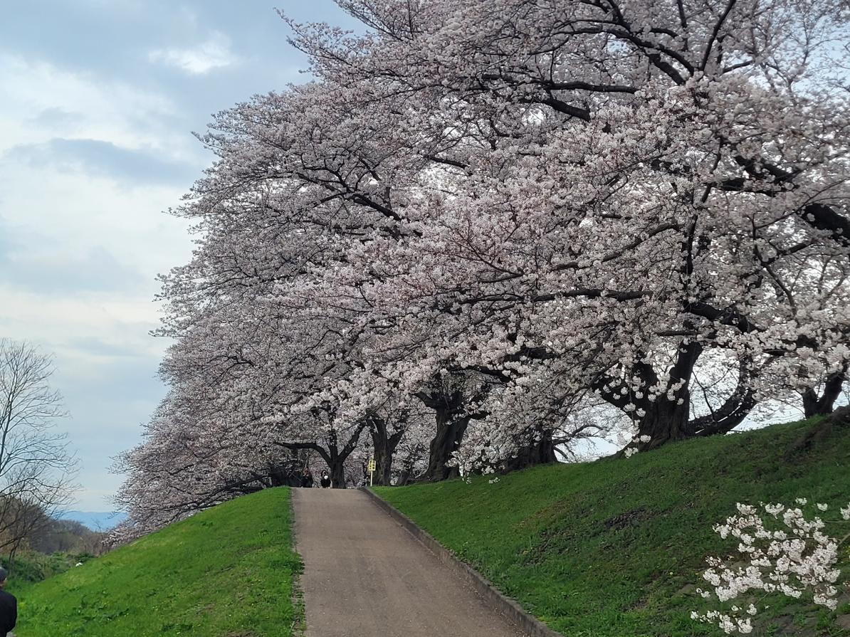 When Is Peak Travel Season In Japan?