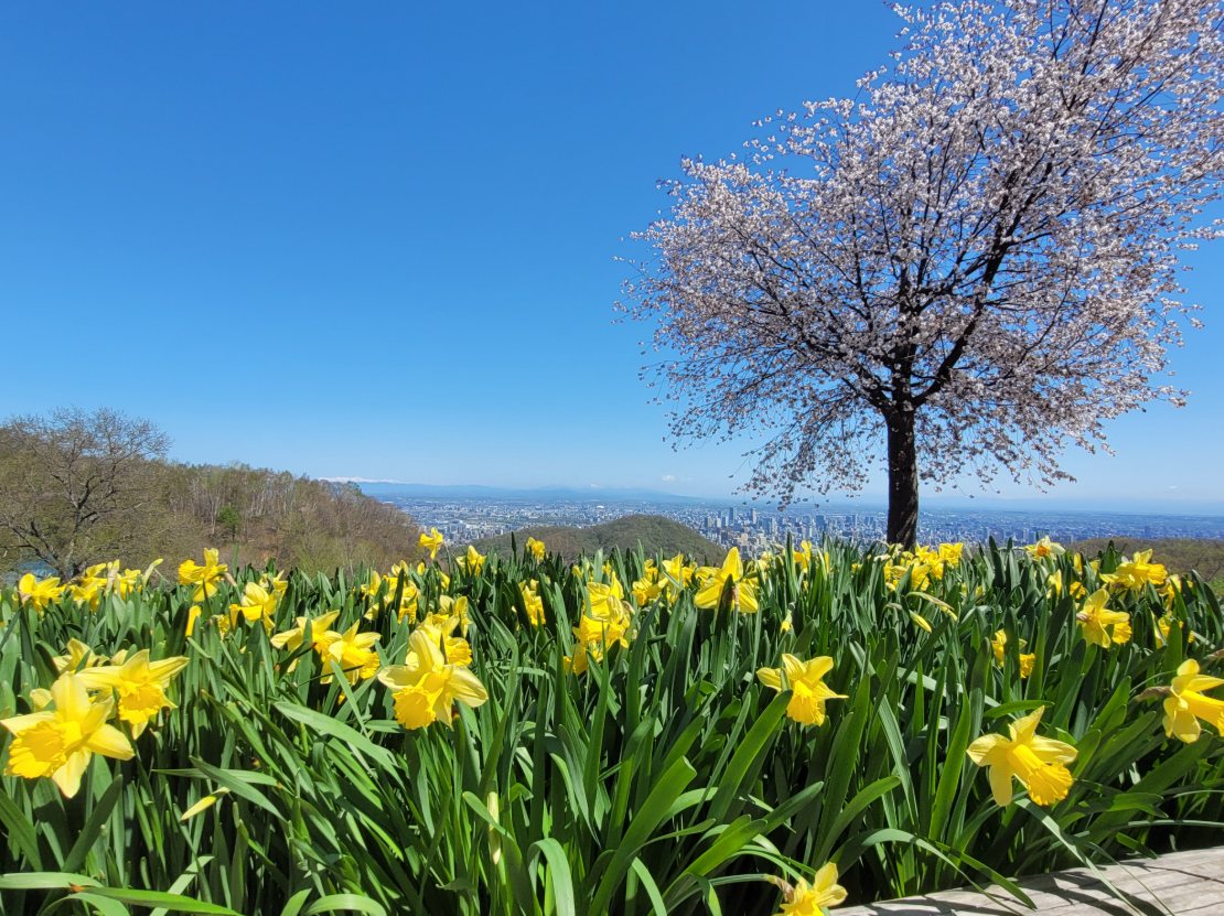 What are the best things to see and do in Sapporo?