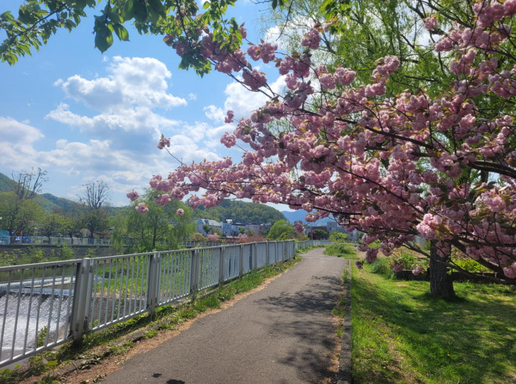Cherry blossom (sakura) tree at Hassamu Riverside Park, Sapporo.
