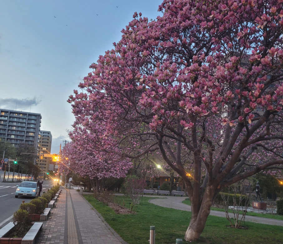 Plum blossoms at Odori Park, Sapporo.