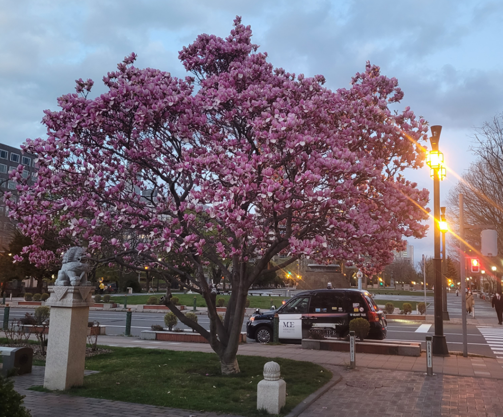 Plum tree at Odori Park, Sapporo.