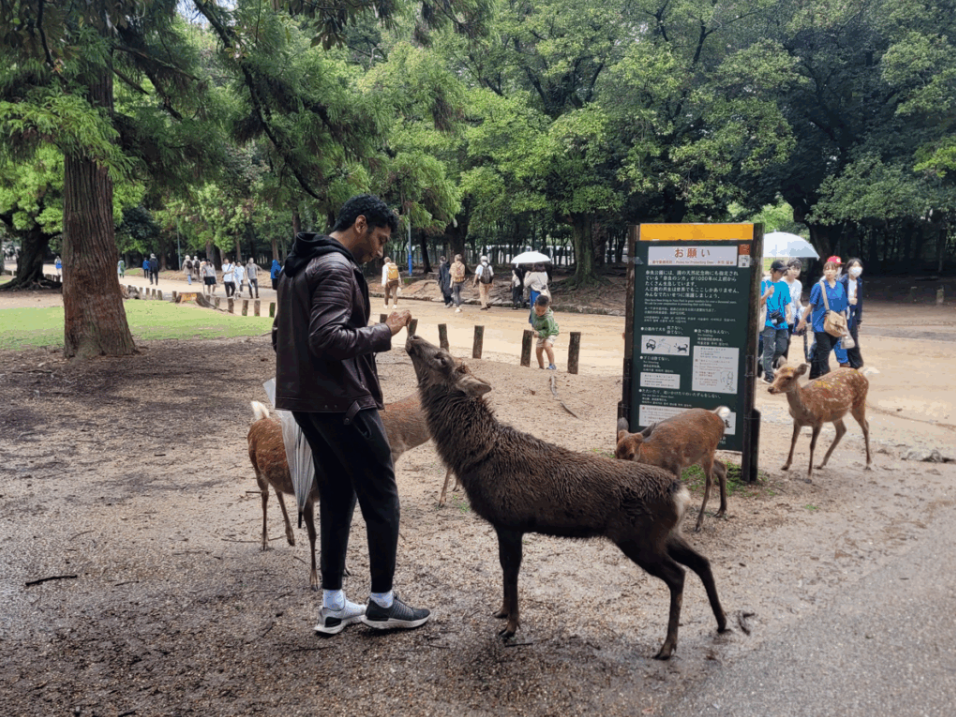 Feeding the deer at Nara Park.