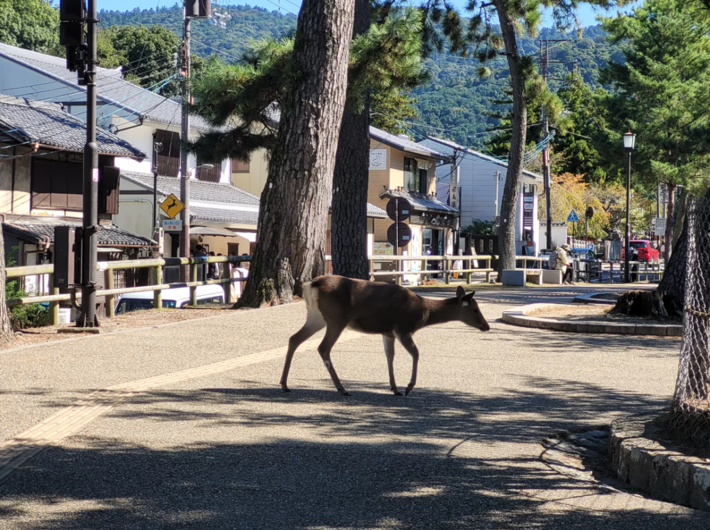A deer walks along the footpath at Nara Park.