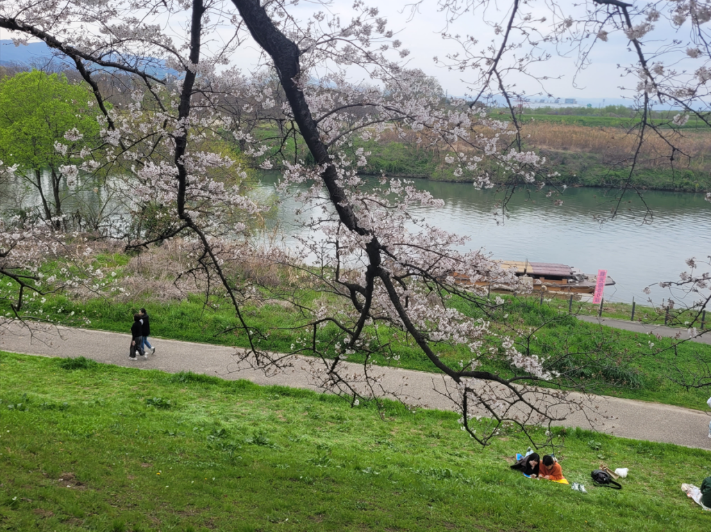 Cherry blossoms at Yodogawa Riverside Park, Sewaritei, Kyoto.