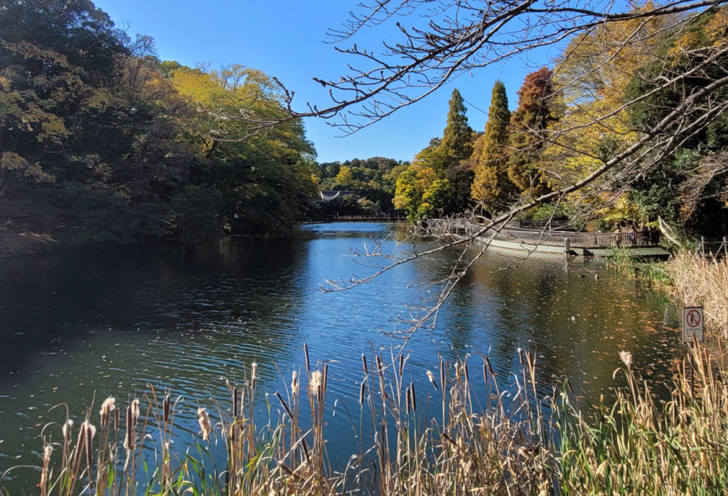 The beautiful rivers at Inokashira Park, Western Tokyo.