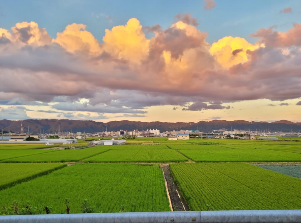 The rice fields at Mukaijima, Kyoto.
