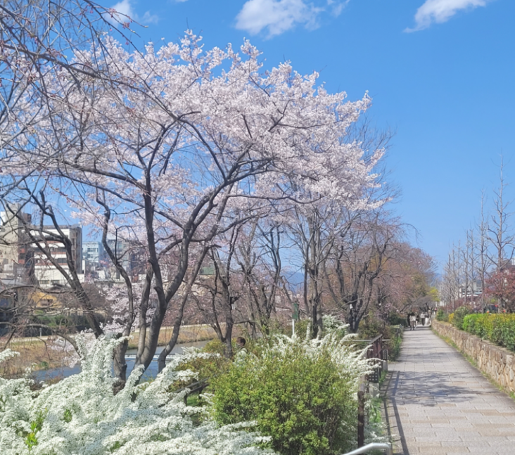 Beautiful sakura cherry blossoms at the Kamo River, Kyoto.